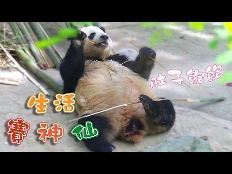 《熊貓早晚安》熊貓令人羡慕的生活：肚子飽飽，心情好好 | iPanda熊貓頻道