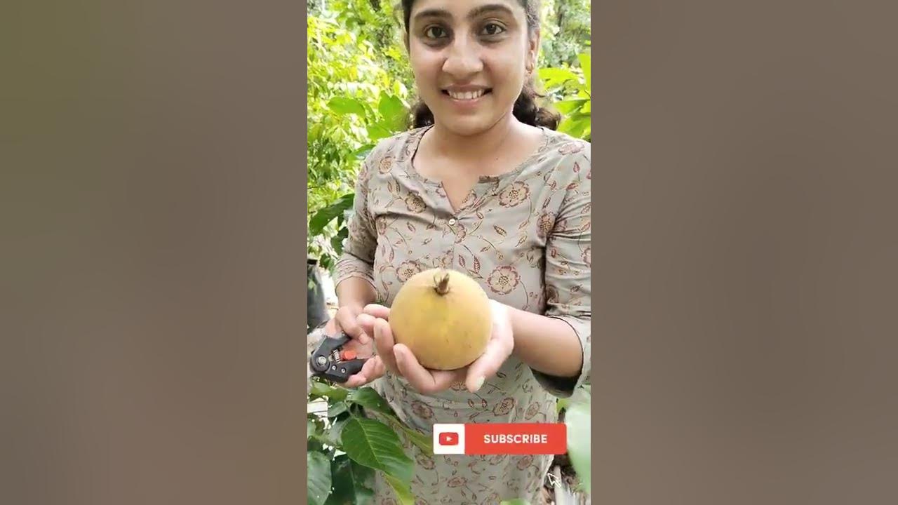 Harvesting Santol fruit from our Farm YouTube