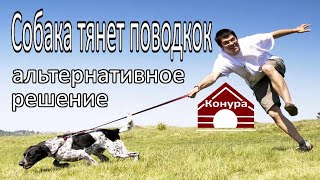 видео: Собака тянет поводок, альтернативное решение проблемы картинка: Собака тянет поводок, альтернативное решение проблемы