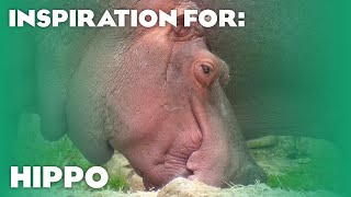 8 Real Hippo Habitats! (Planet Zoo Inspiration)