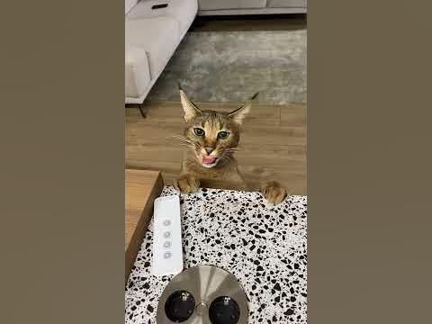 Little caracal cat eats chicks! | ariel.caracat - YouTube