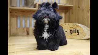 Chó Shih Tzu màu đen siêu hiếm, độc quyền | Chomeocanh.com by MeowGo Pets Farm | Chomeocanh 92 views 5 months ago 1 minute, 55 seconds