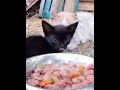 Yemeğini paylaşmayan kediler