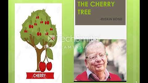 The Cherry Tree- Part 1