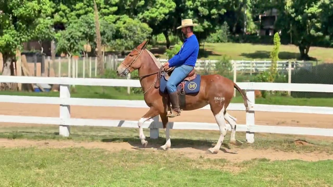 21 - JULIETE DO HARAS XAXIM