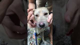 Shar Pei Bull Terrier Dog For Adoption - 3 Years 1 Month, Bobby The Shar Pei Mixed Bull From Kaj..