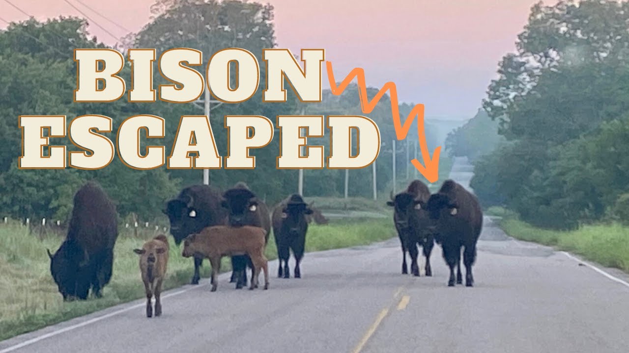 Entire Bison Herd Escaped!