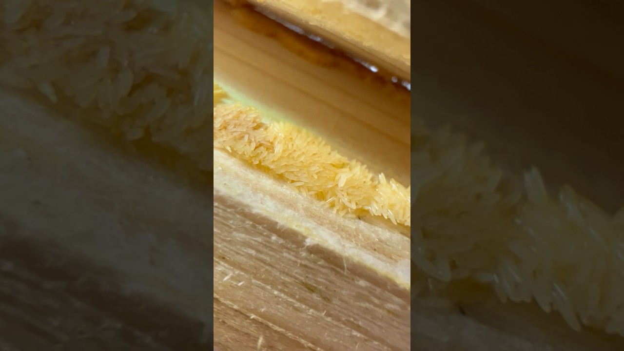 How to get Black Soldier Fly Eggs 