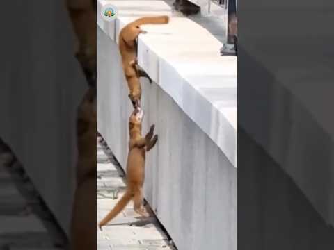 Coatis Teamwork: Nobody Left Behind😍 #animals #viral #shorts #wildlife #wildliferescue #Coati #video