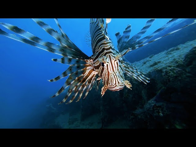 Creepy Tropical Blood Worms 