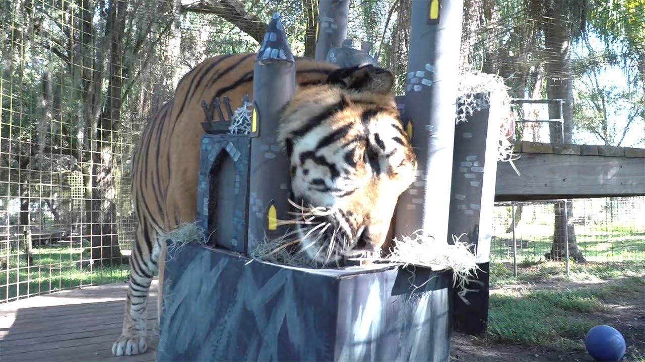 profit and loss statement Big Cat Growl-O-Ween