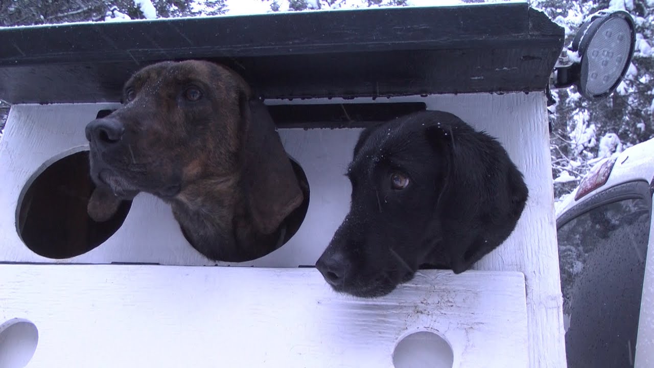BC Cougar and Bobcat hunt.