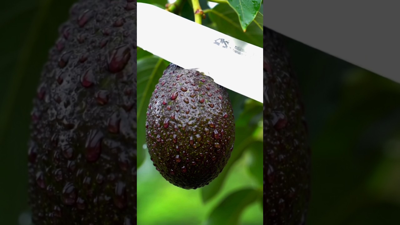 Creamy Avocado Cutting & Peeling | Relaxing ASMR Video”