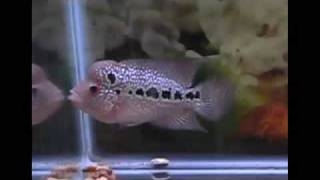 Tkml 148 -- 3.5 - 4 Thai Kamalau -- Www.aquaticwonderland.com