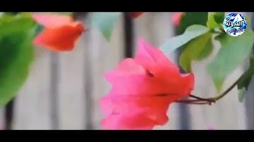 ( وما أدراك ما يوم الدين ) مقطع خاشع جداً جداً بصوت الشيخ عبد الباسط عبد الصمد تلاوة نادرة . HD