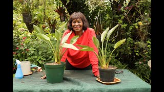 Bird of Paradise Care, Repotting & Propagation 🌿 | Divide Strelitzia Step-by-Step