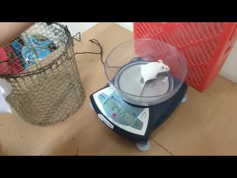 Cara memberikan oral dan ip pada mencit 