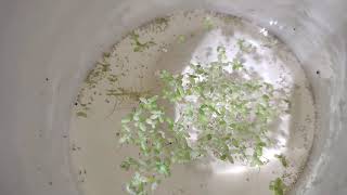 Download Lagu Blue gourami spawn in course of hatching Download Lagu Blue gourami spawn in course of hatching