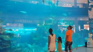 One of the world's largest aquarium - dubai