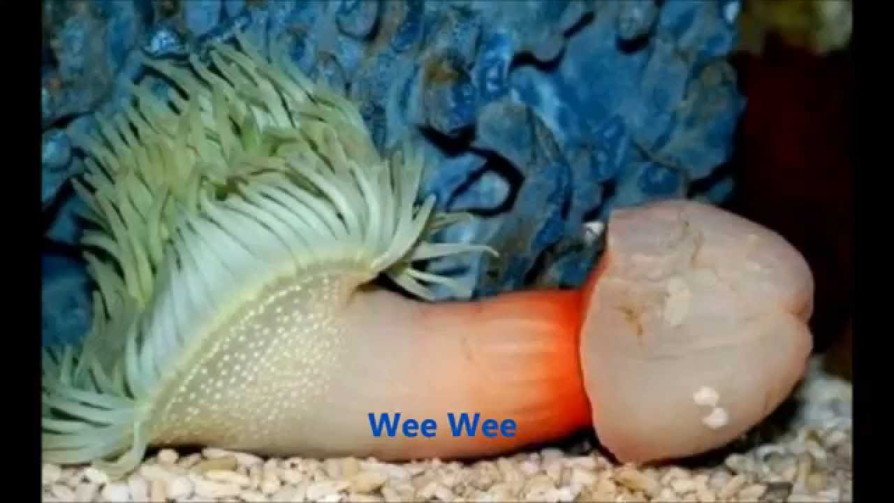 Sea Animal Porn - Creepy Sea Creatures YoutubeSexiezPix Web Porn