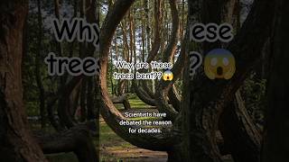 The World's Strangest Forest Has No Explanation 🌲 #shorts #viralshorts #facts