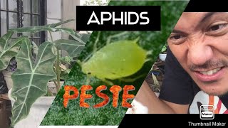 Remove aphids on alocasia plant ...