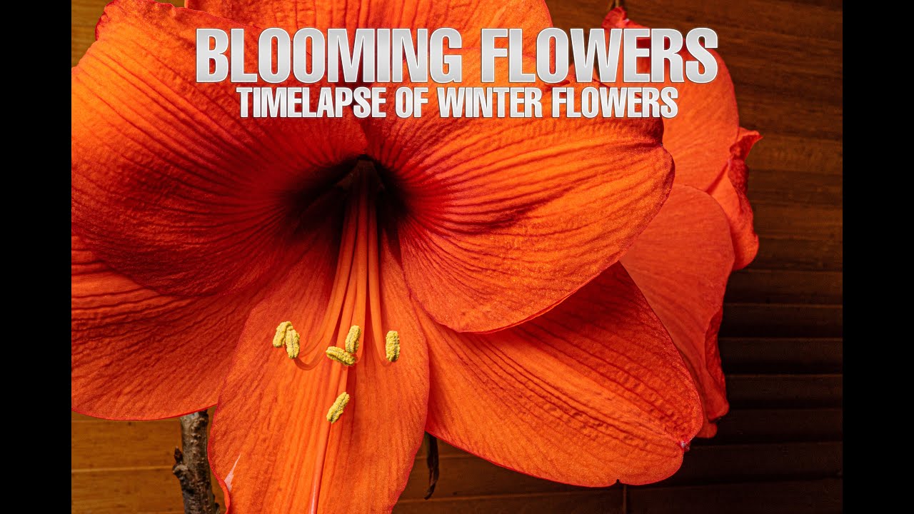 The Bloom Timelapse of Blooming Flowers In Winter YouTube