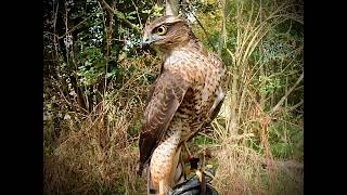 SPARROWHAWK A FEW SLIPS WITH WIZZY