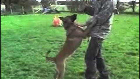RUMBA - BRN 19024 - 10 months old female dog with extreme drives - KNPV - NVBK - policedog -