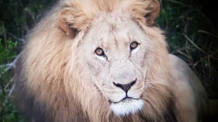 Lions Eat Group Of Suspected Rhino Poachers In South Africa