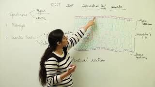 Free Best Lecture l CBSE 11 BIO UNIT 2 PLANT ANATOMY l dicot leaf l L10