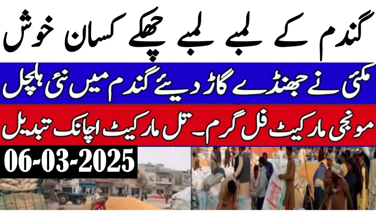 New Munji Sindh Punjab rates today/wheat price today 2025/Gundam rates ...