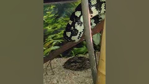 Jungle carpet python live feeding