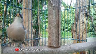 rambatan paruh merah betina gacor memanggil jantan. cocok untuk masteran burung kicau.