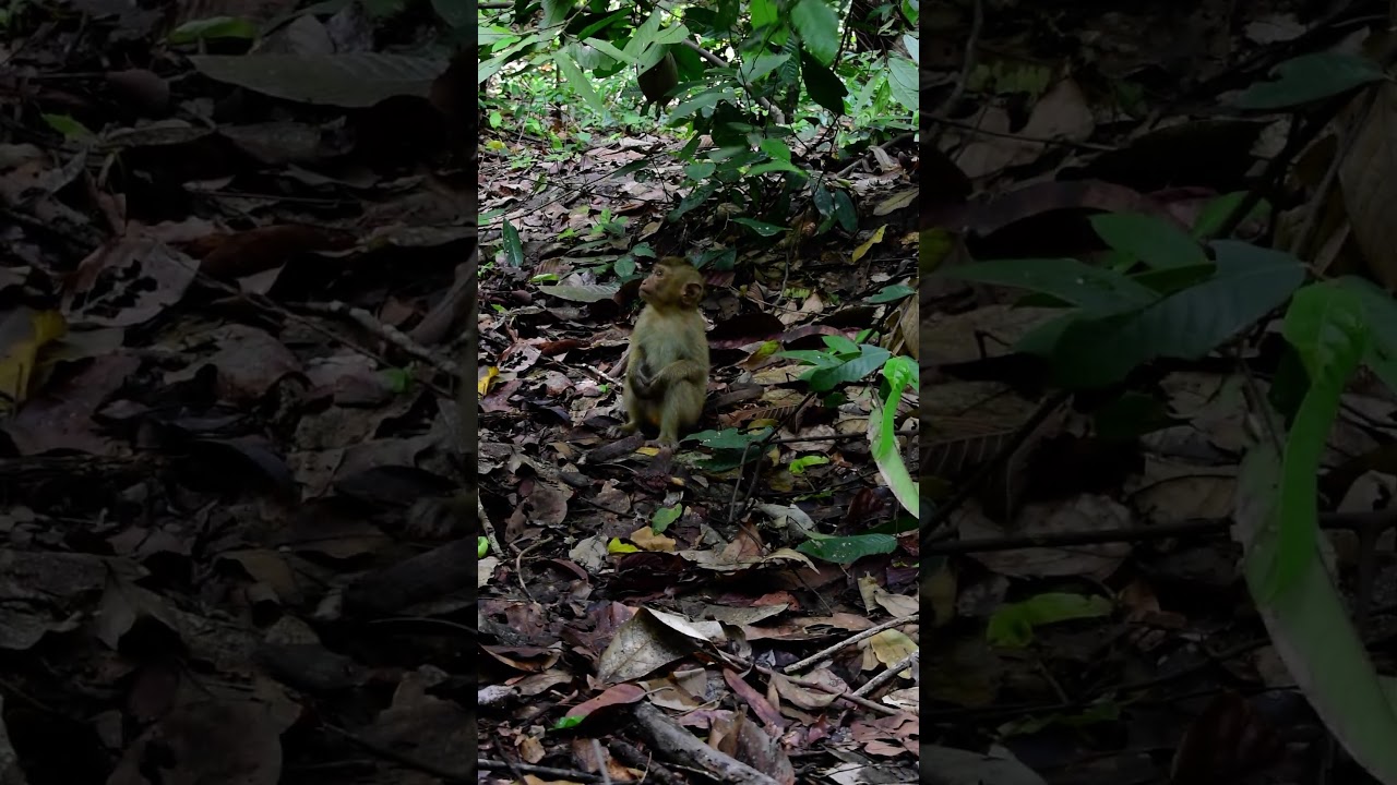 Two Brother Rambo and Lucy.