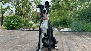 1 yr old Border Collie | Aggie | 2 Week Pawcademy | The DogPa K9 Trainer | Omaha NE | Teachers Pet