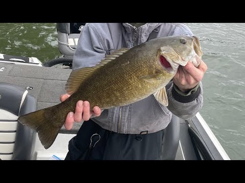 Lake Chickamauga Bass Fishing 2023 (Massive Smallmouths)
