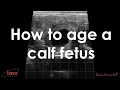 Bovine fetal aging