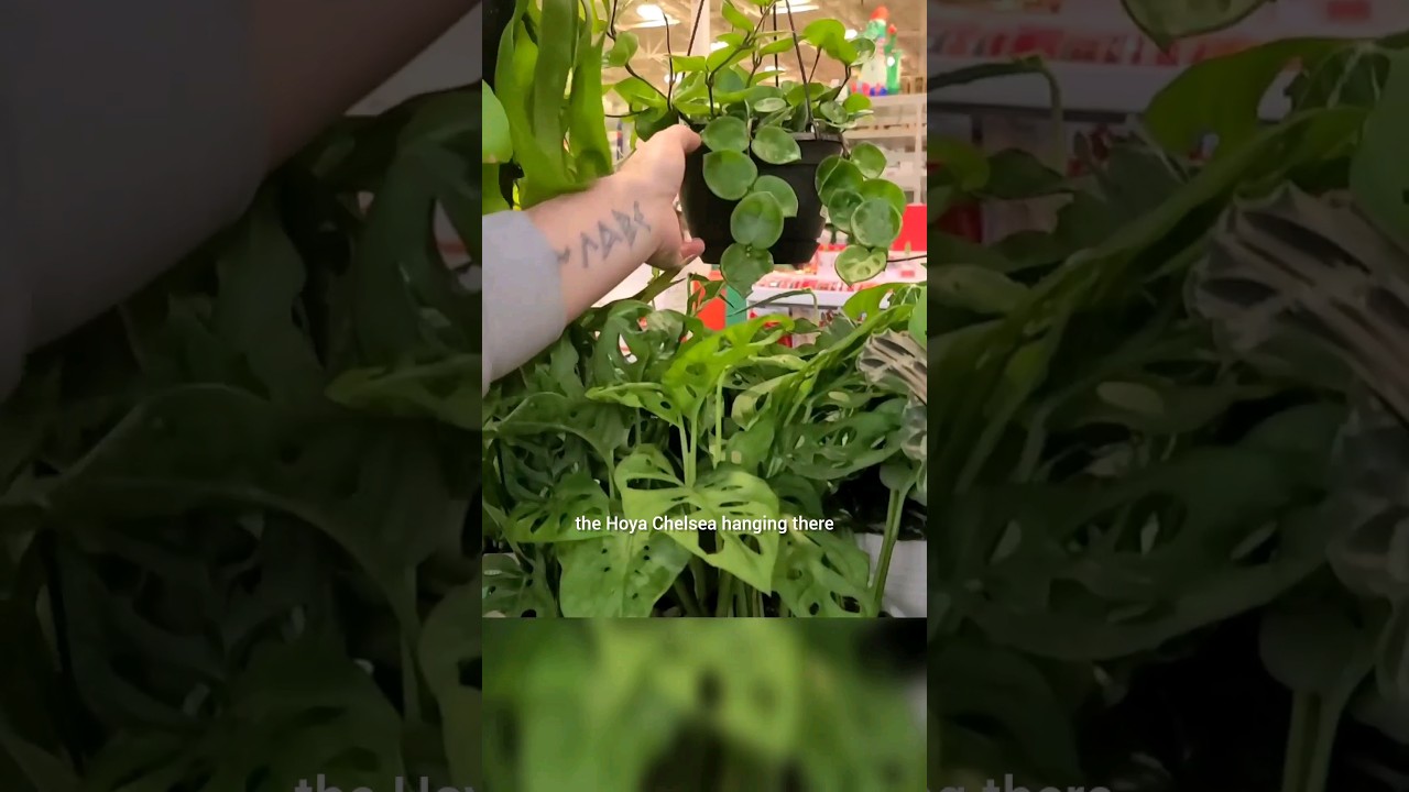 Lowe's Plant Shopping 🌿 Machester CT Part 3 