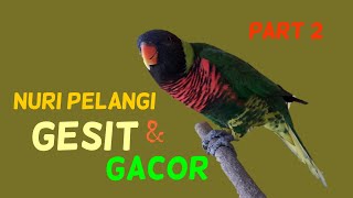 Nuri pelangi gesit dan gacor