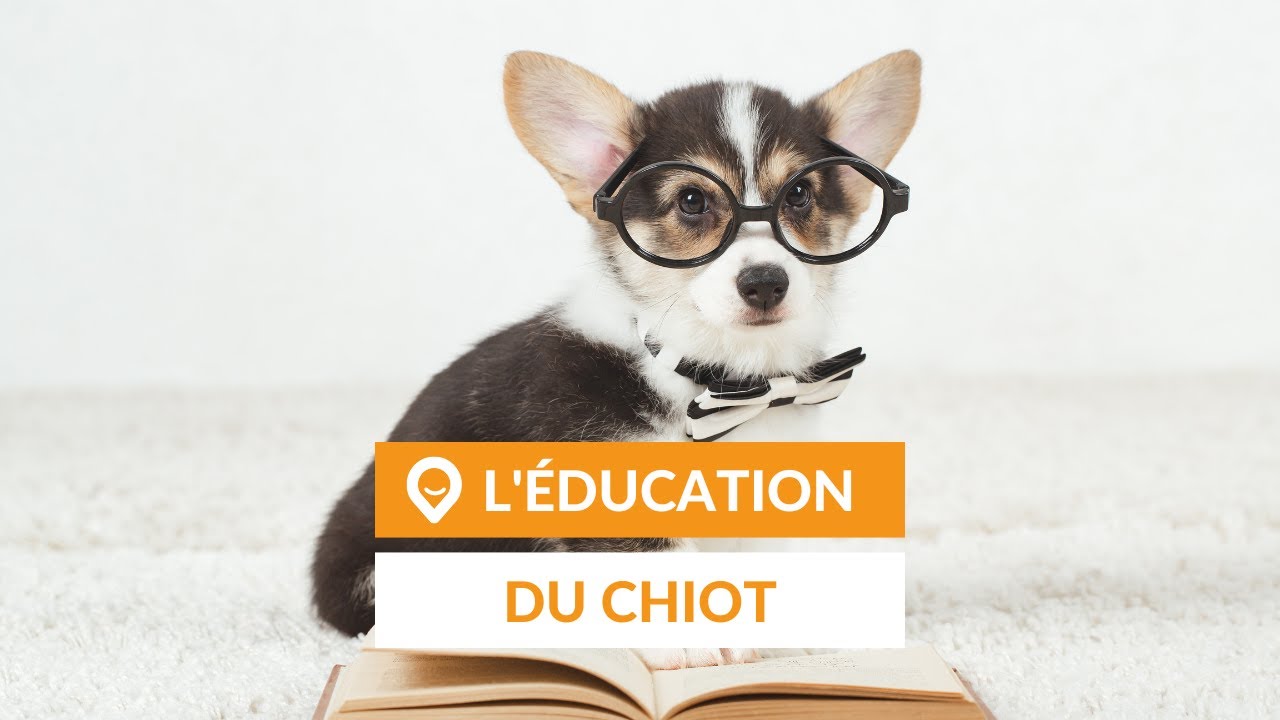 Comment éduquer un chiot ? [Guide] - YouTube