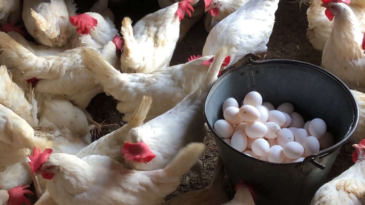 Raising Chickens For Eggs | Collecting Chicken Eggs | Food For Egg ...