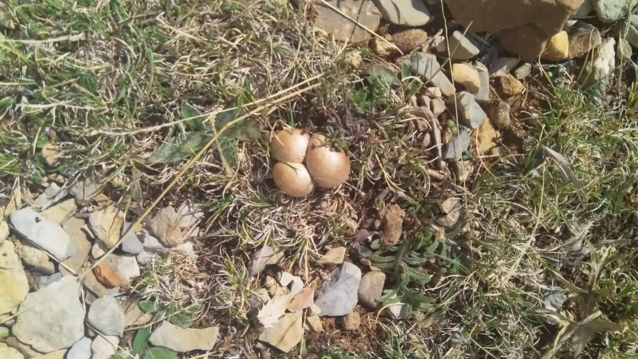 Seta de Cardo Septiembre 2019 Teruel