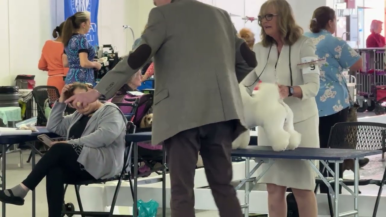 2026-02-18 Bichon Frise Breed Judging Day 1 North FL Cluster Okaloosa Kennel Club Tallahassee FL 