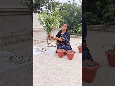আজ কতগুলো গাছ নিয়ে বসলাম #viral #trending #garden #minivlog #plants