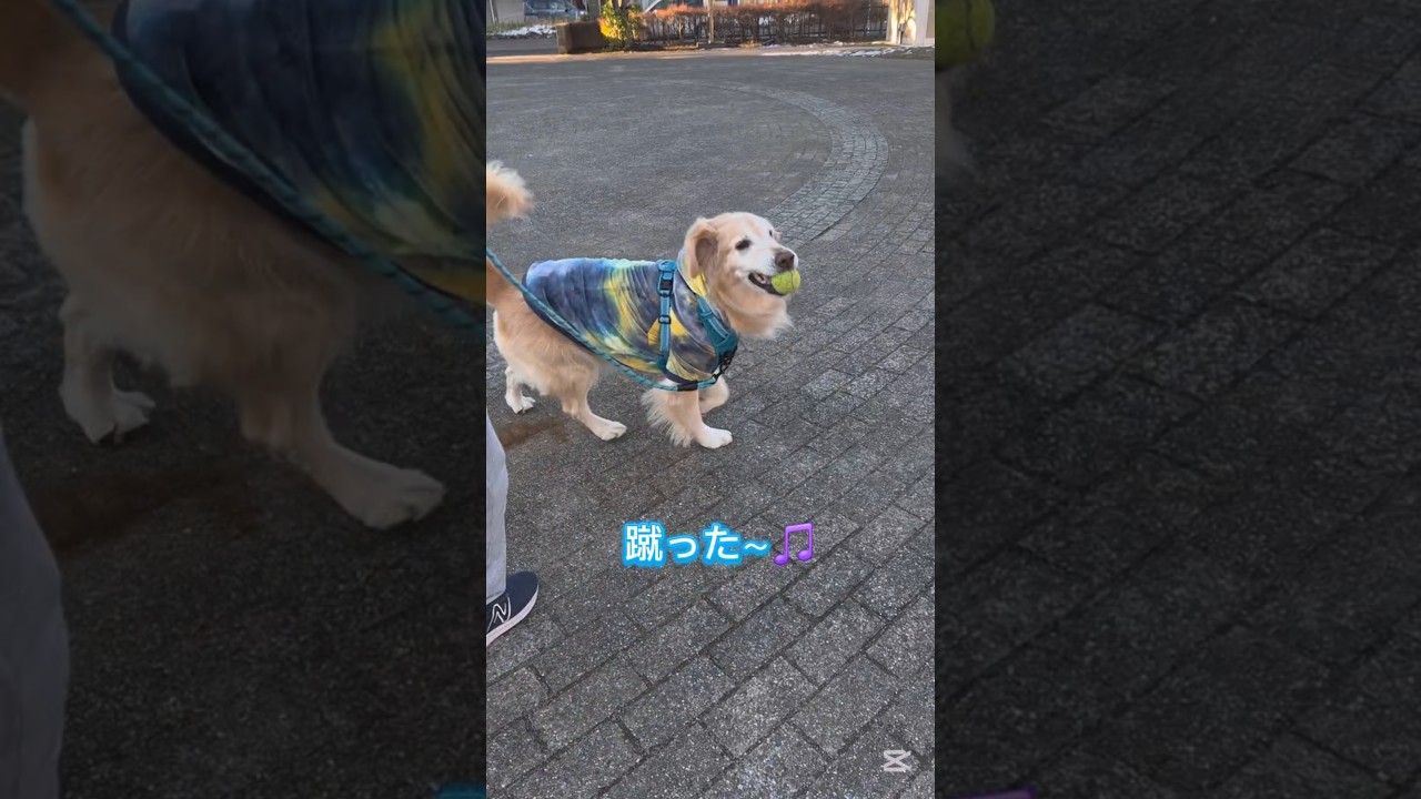 お年玉(落とし玉)【goldenretriver】