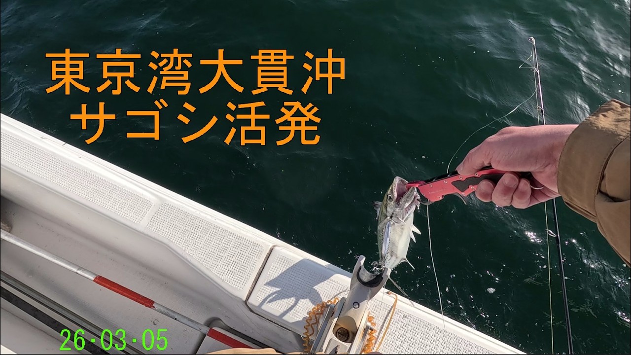 20260305東京湾大貫沖周辺ボートでルアーサゴシ