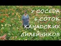 В гостях у случайного попутчика. Утренний обход сада-огорода-пруда. Что цветёт в июле. Покусали осы!