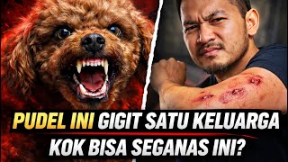 Download Lagu PUDEL GANAS INI AKHIRNYA SELESAI DIREHAB DI FLOKI ACADEMY ‼️ MP3