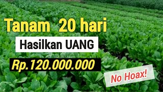 7 TANAMAN SUPER CEPAT MENGAHASILKAN UANG | +MUDAH DITANAM